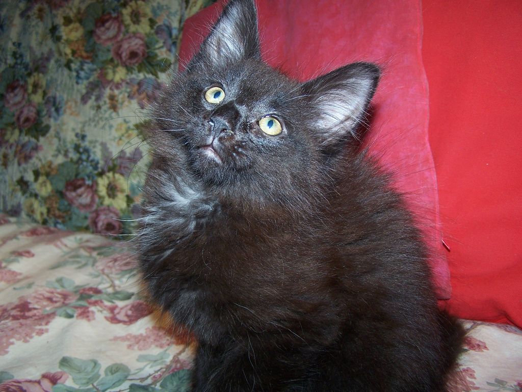 Gatti Norvegesi - cuccioli