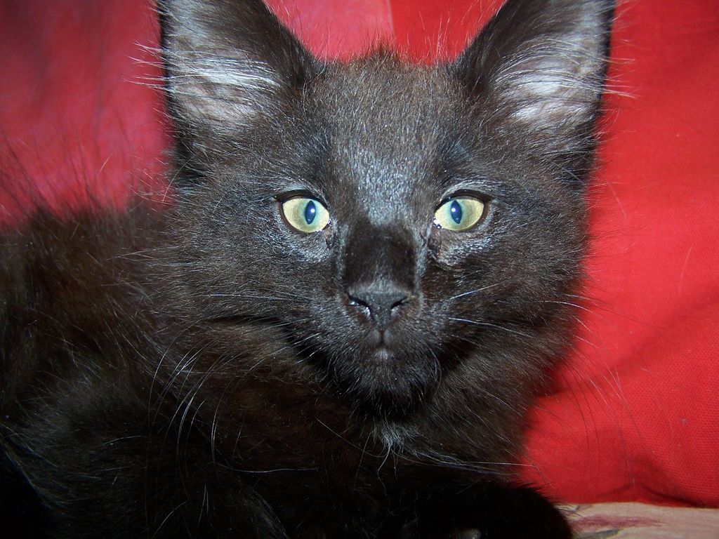 Gatti Norvegesi - cuccioli