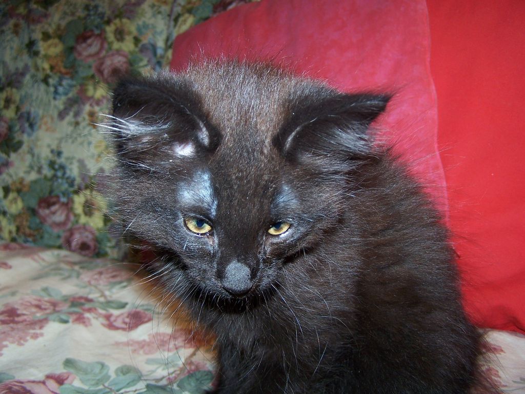 Gatti Norvegesi - cuccioli