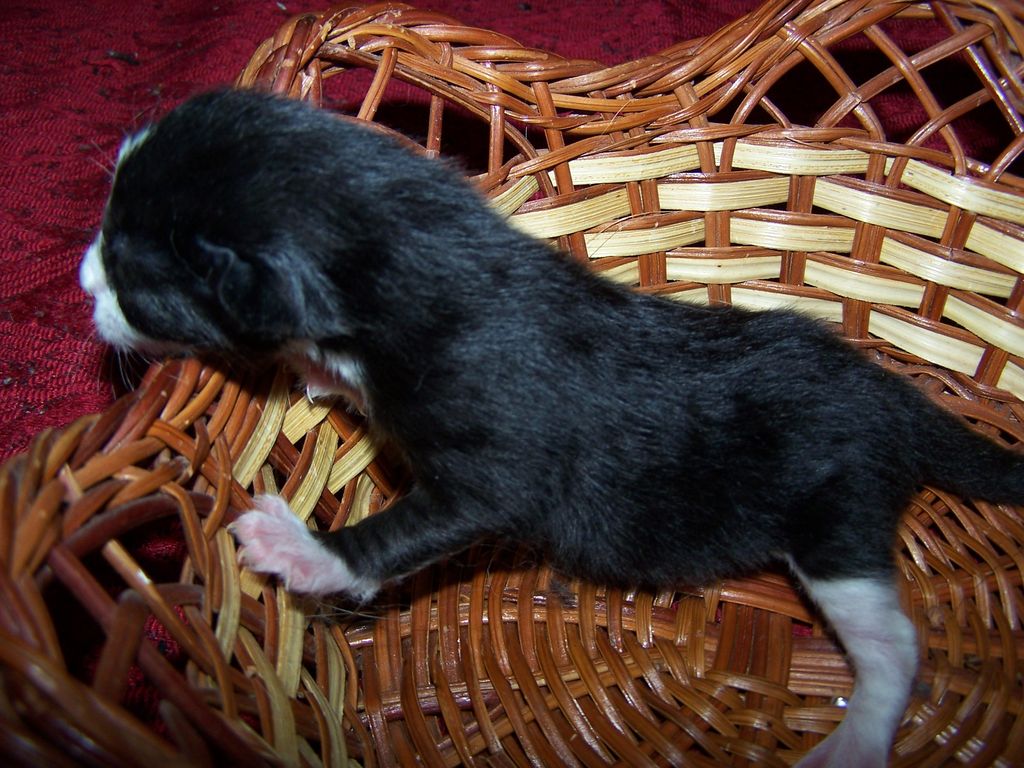 Gatti Norvegesi - cuccioli