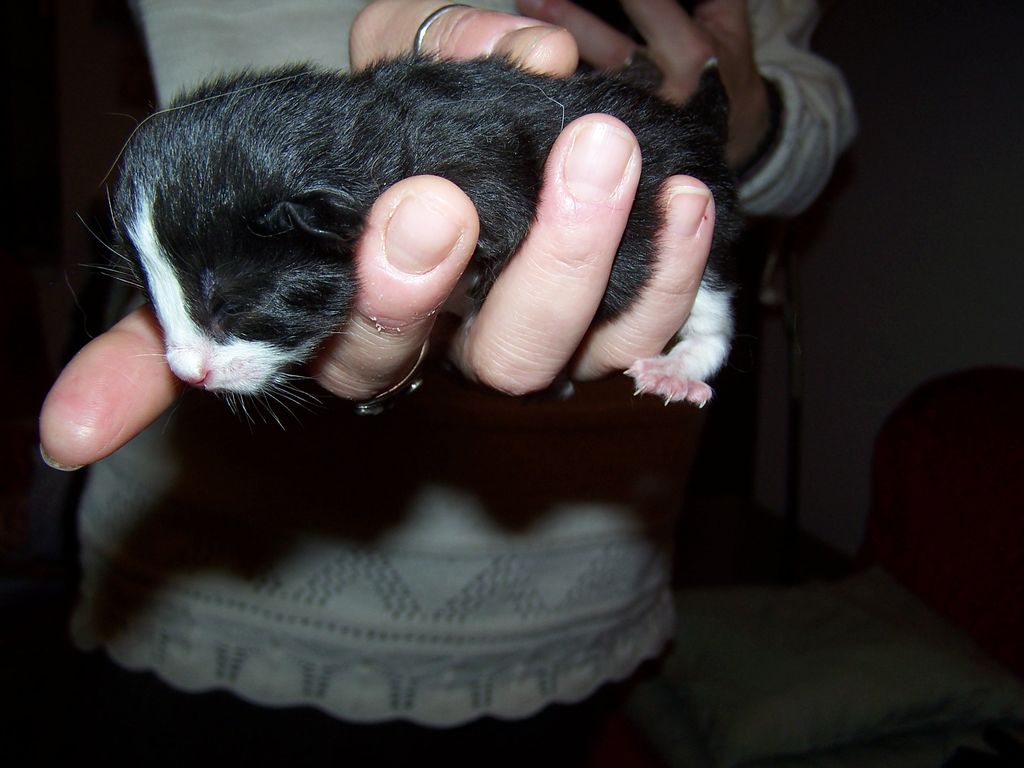 Gatti Norvegesi - cuccioli