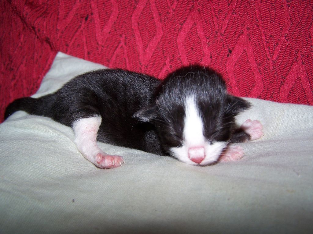 Gatti Norvegesi - cuccioli