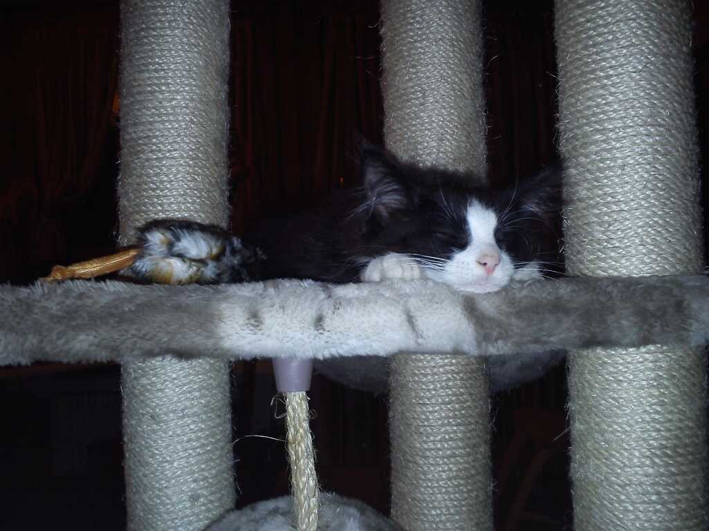 Gatti Norvegesi - cuccioli