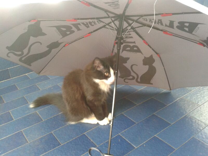Gatti Norvegesi - cuccioli