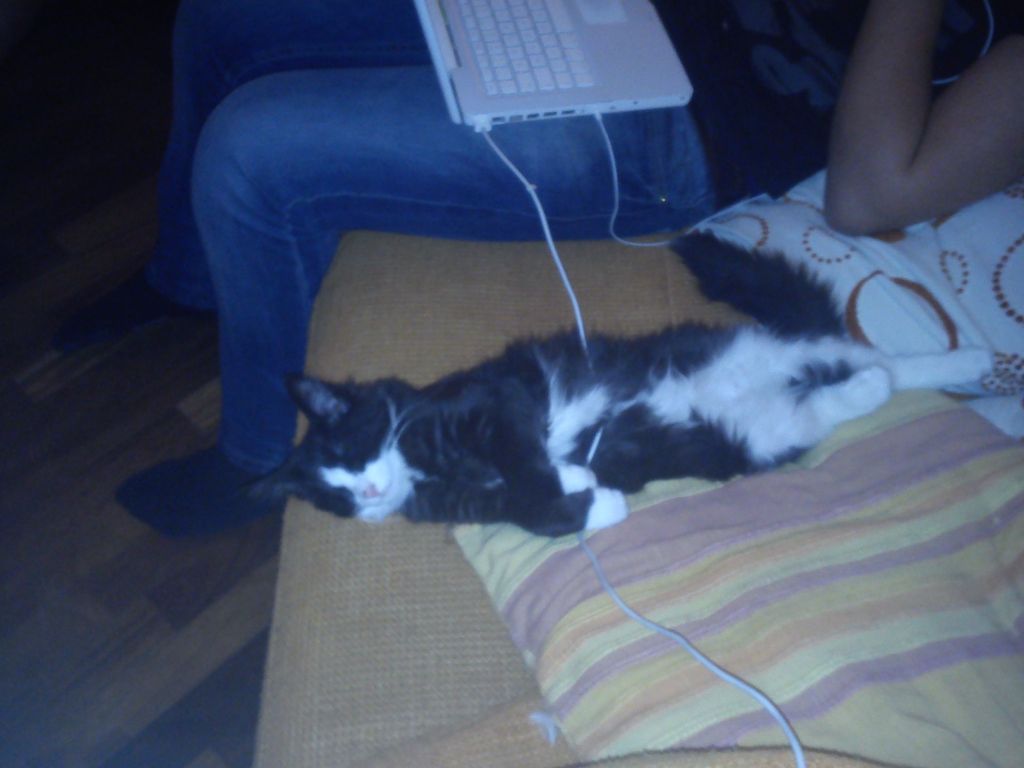 Gatti Norvegesi - cuccioli