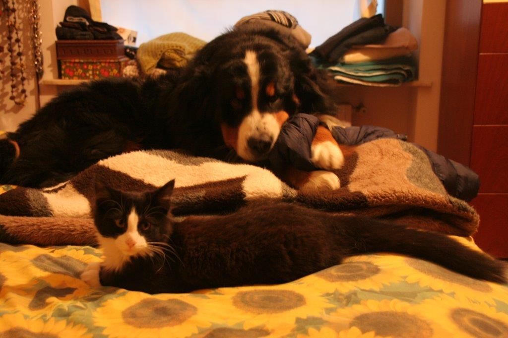 Gatti Norvegesi - cuccioli
