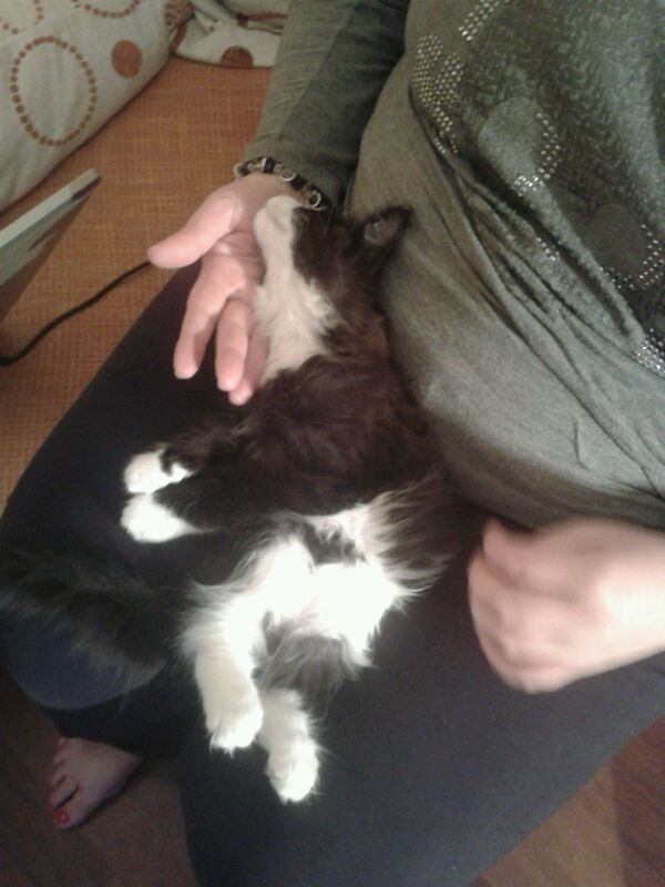 Gatti Norvegesi - cuccioli
