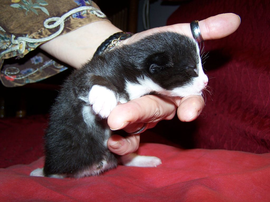 Gatti Norvegesi - cuccioli