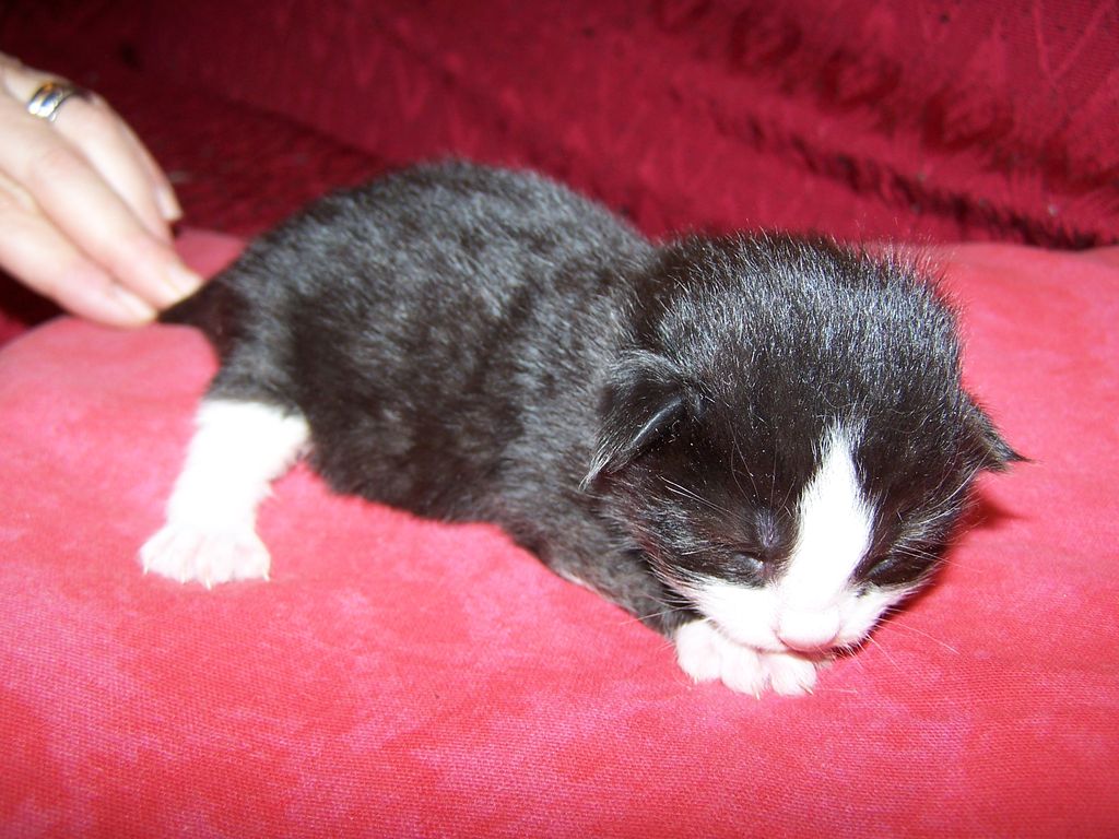 Gatti Norvegesi - cuccioli