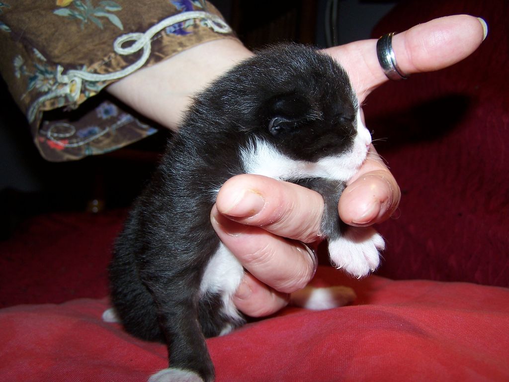 Gatti Norvegesi - cuccioli