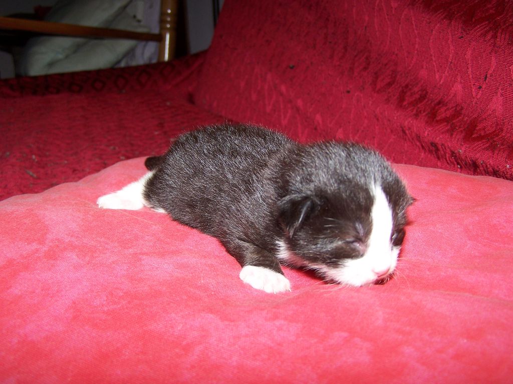 Gatti Norvegesi - cuccioli
