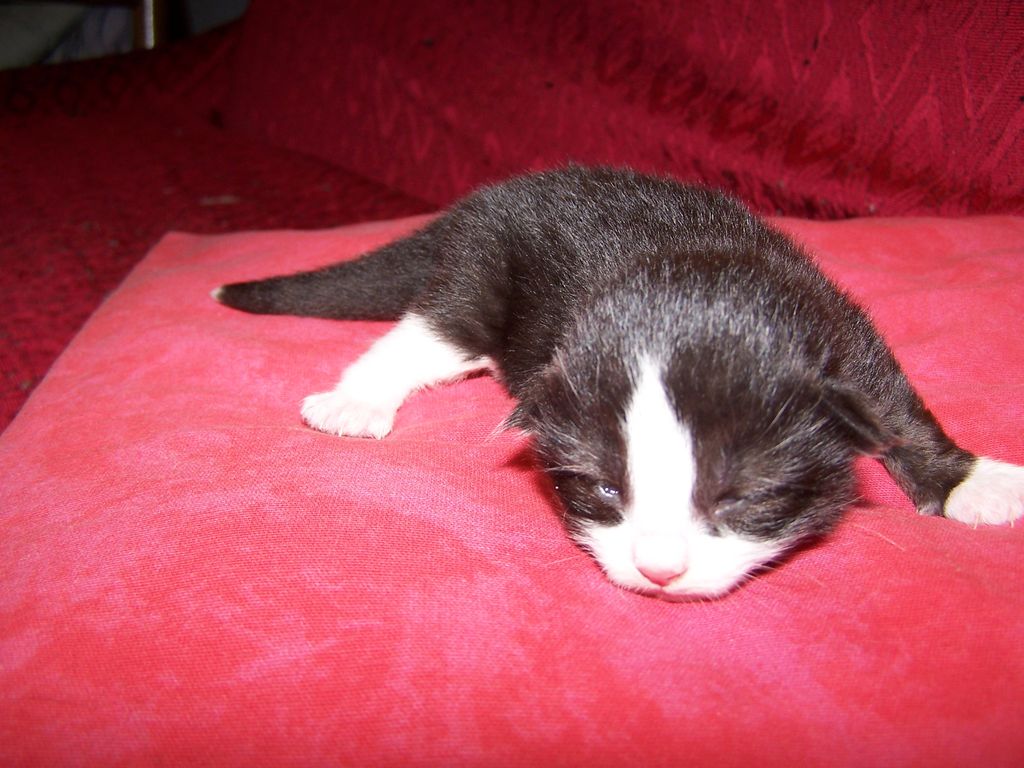 Gatti Norvegesi - cuccioli