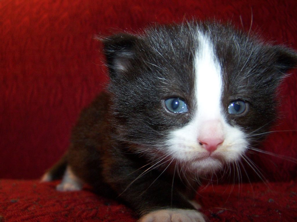 Gatti Norvegesi - cuccioli