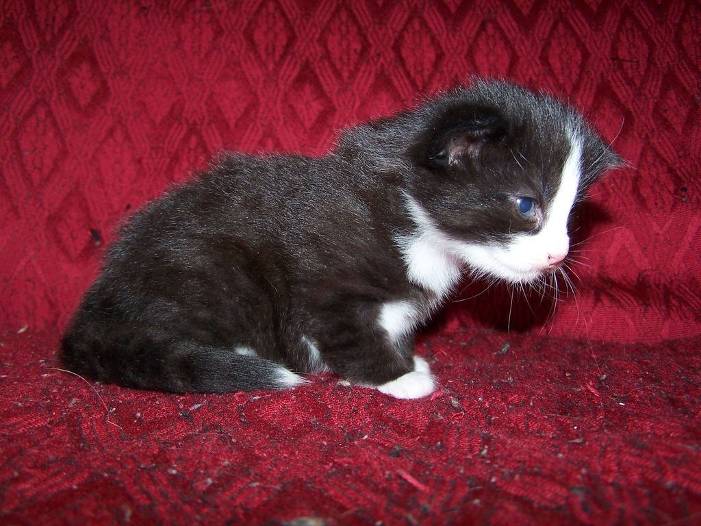 Gatti Norvegesi - cuccioli