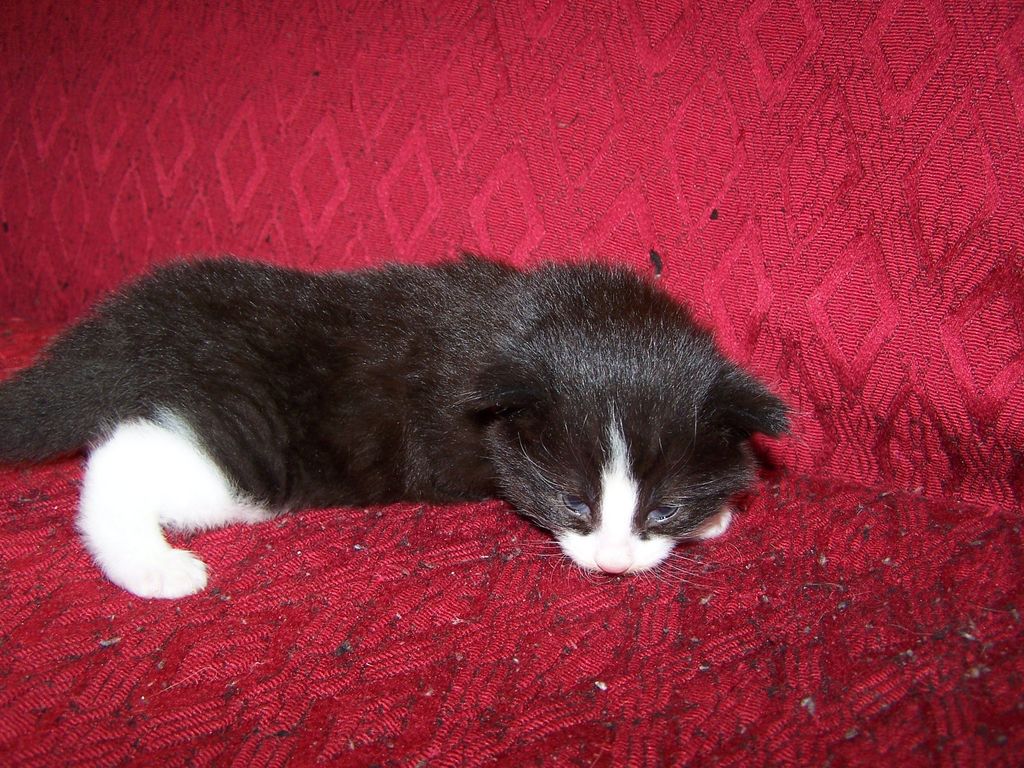 Gatti Norvegesi - cuccioli