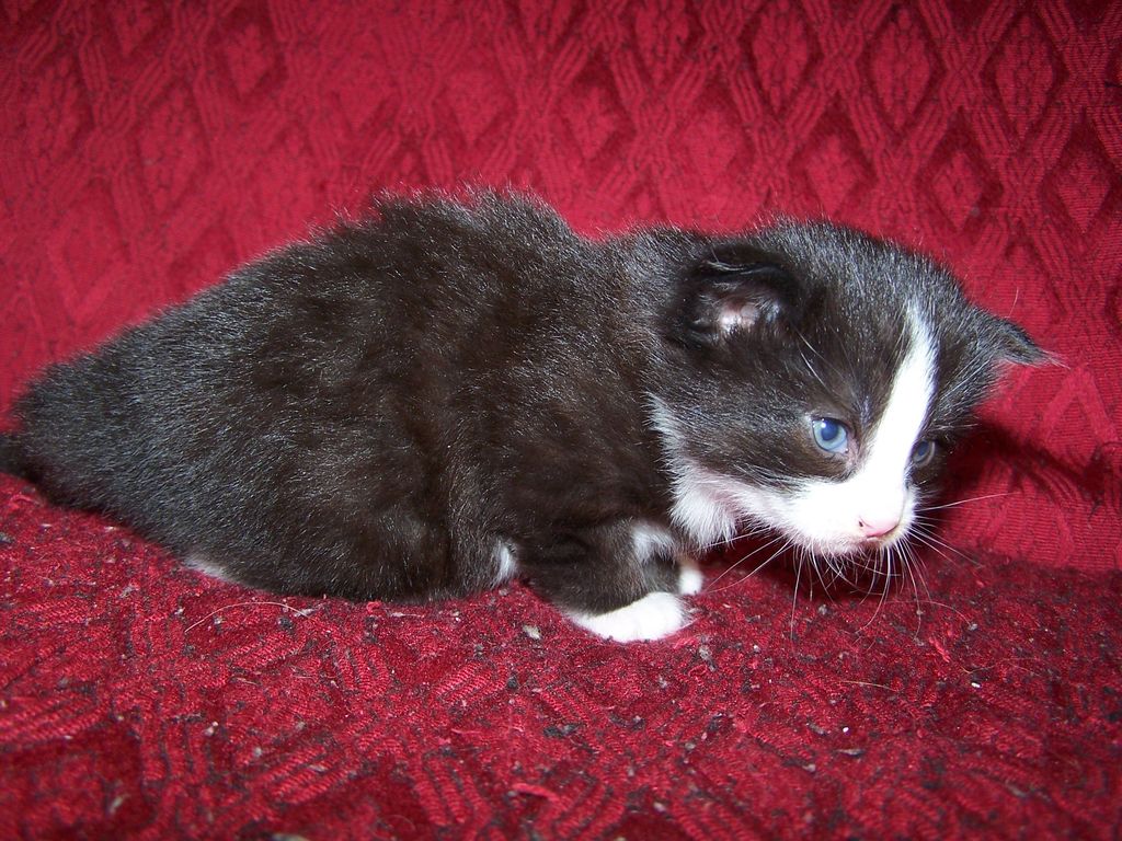 Gatti Norvegesi - cuccioli