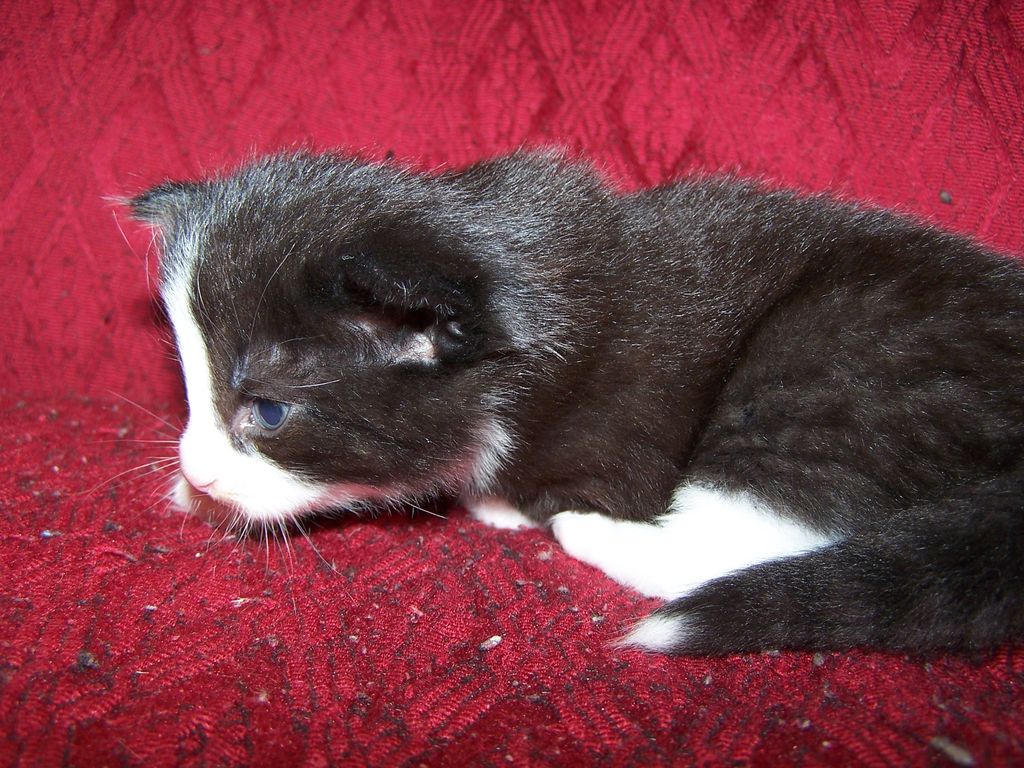 Gatti Norvegesi - cuccioli
