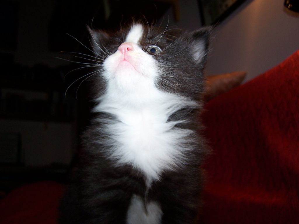 Gatti Norvegesi - cuccioli
