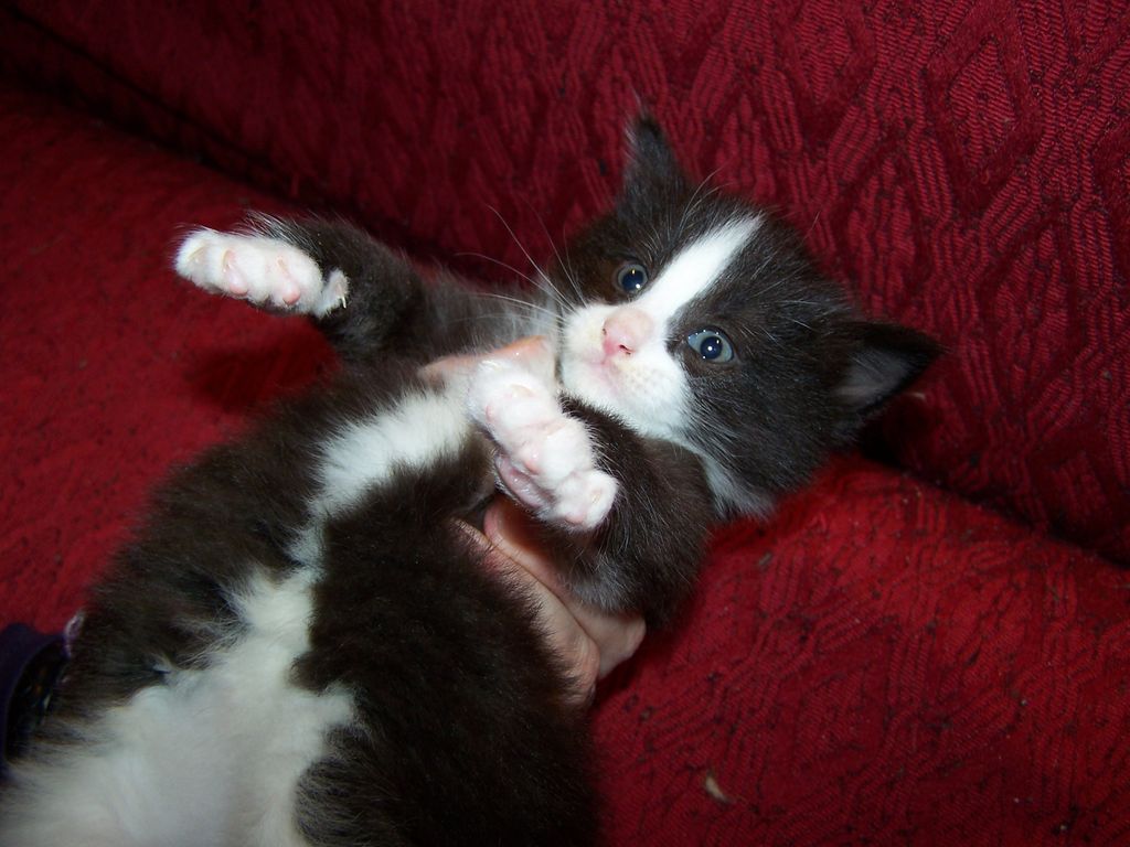 Gatti Norvegesi - cuccioli