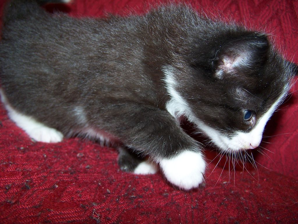 Gatti Norvegesi - cuccioli