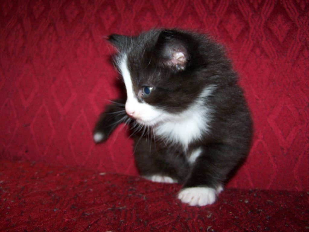 Gatti Norvegesi - cuccioli