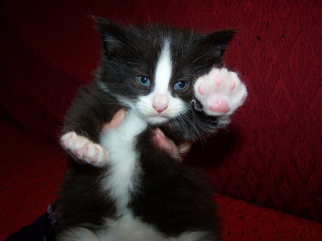 Gatti Norvegesi - cuccioli