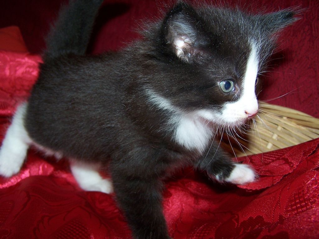 Gatti Norvegesi - cuccioli