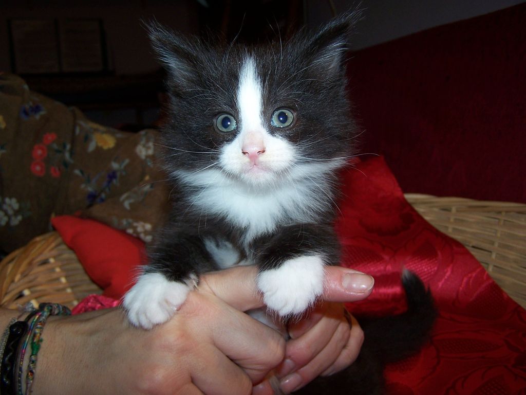 Gatti Norvegesi - cuccioli