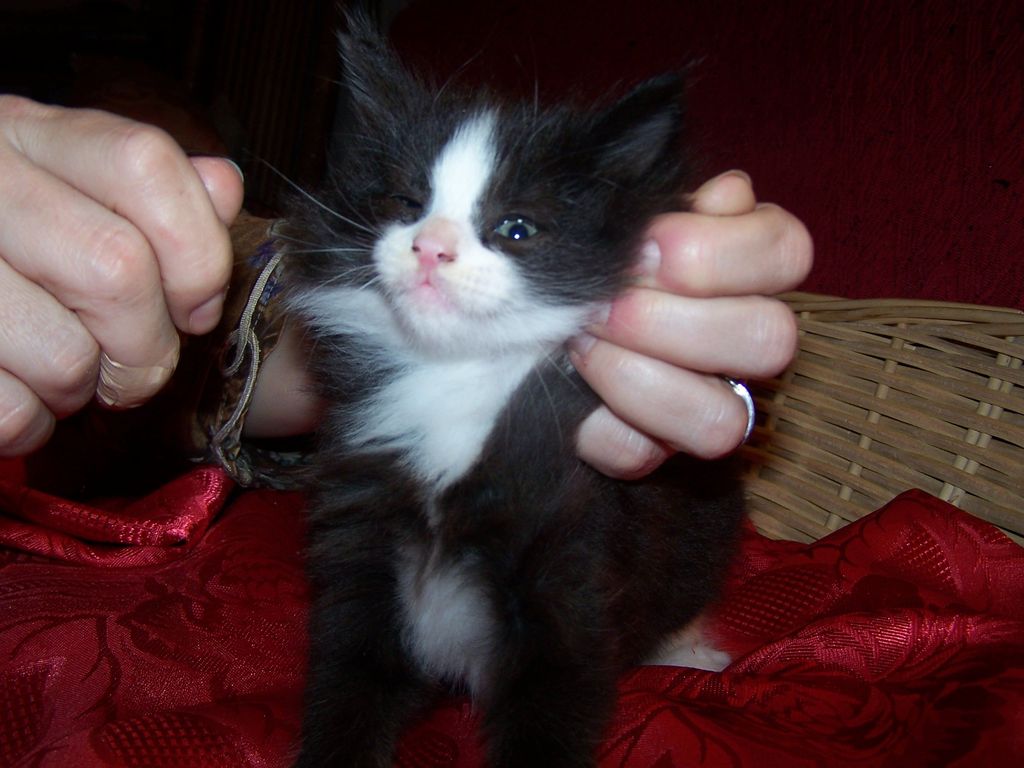 Gatti Norvegesi - cuccioli