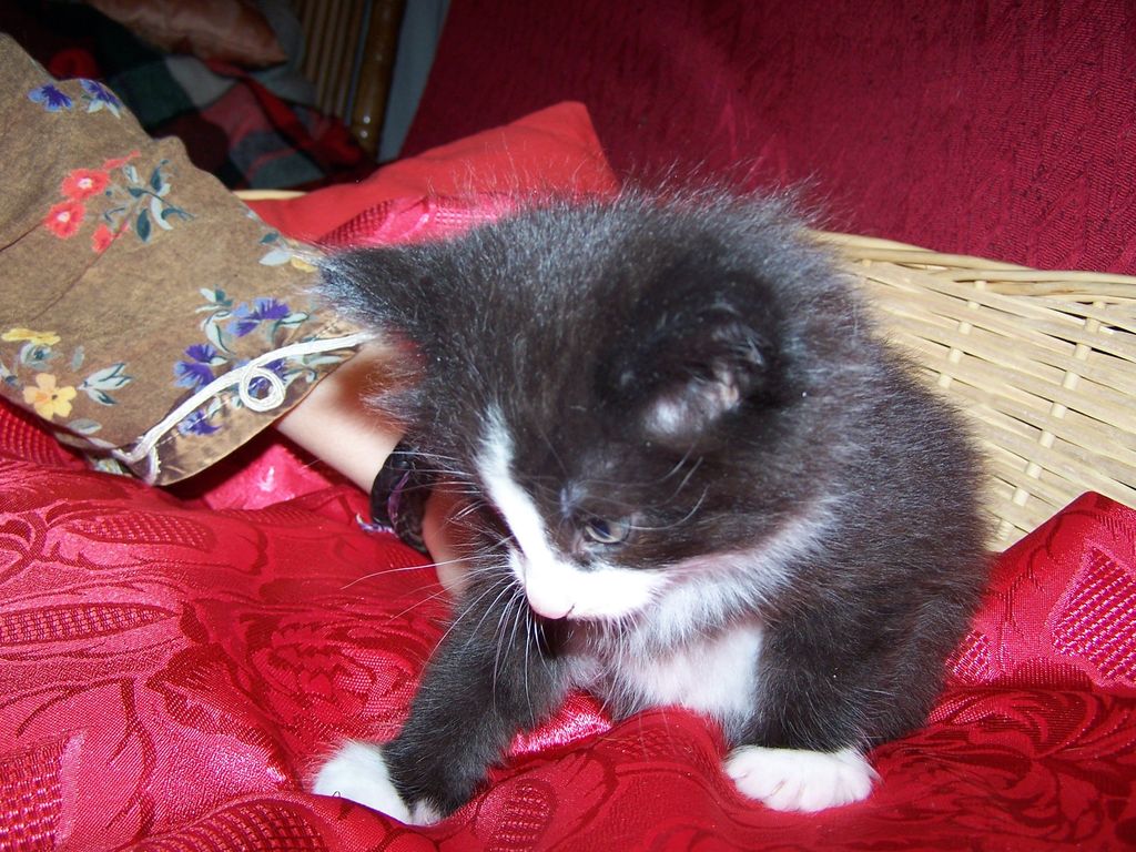 Gatti Norvegesi - cuccioli