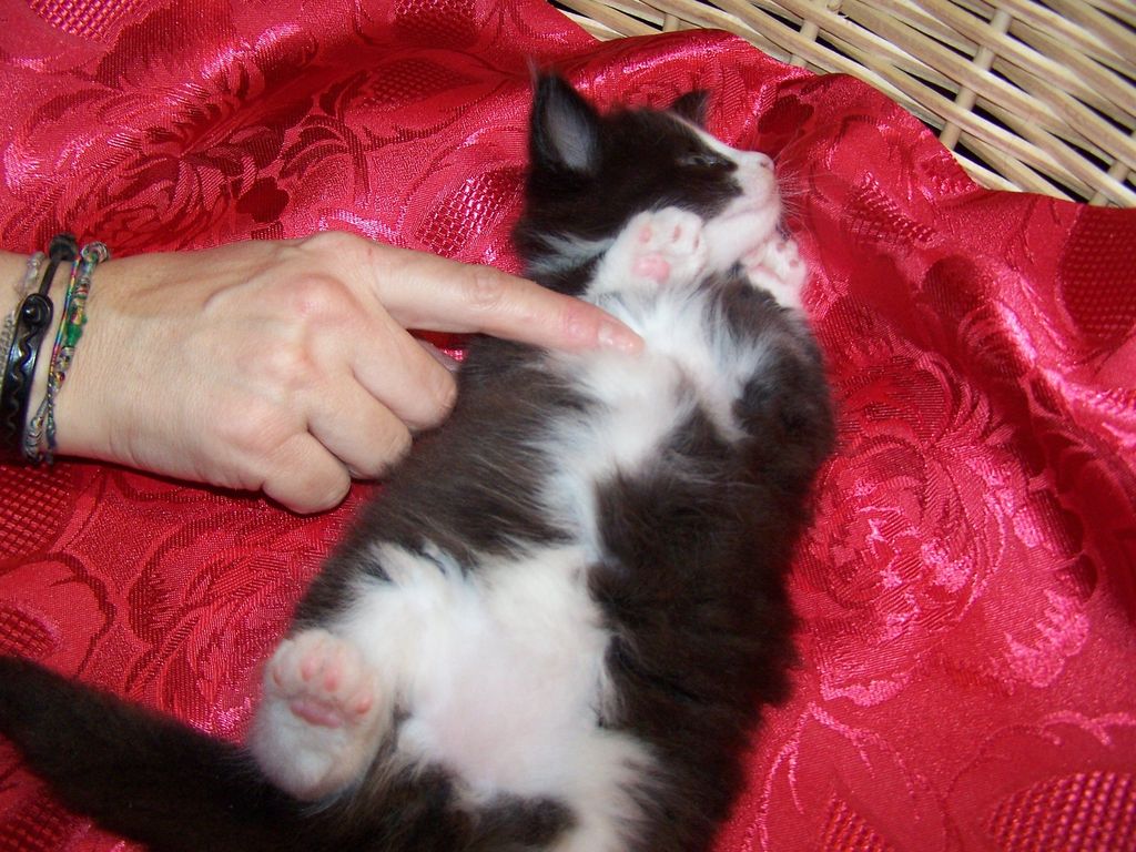Gatti Norvegesi - cuccioli