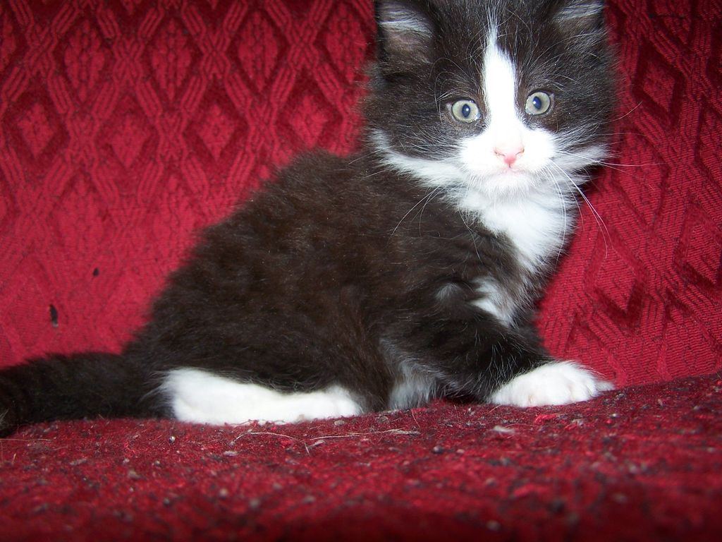 Gatti Norvegesi - cuccioli
