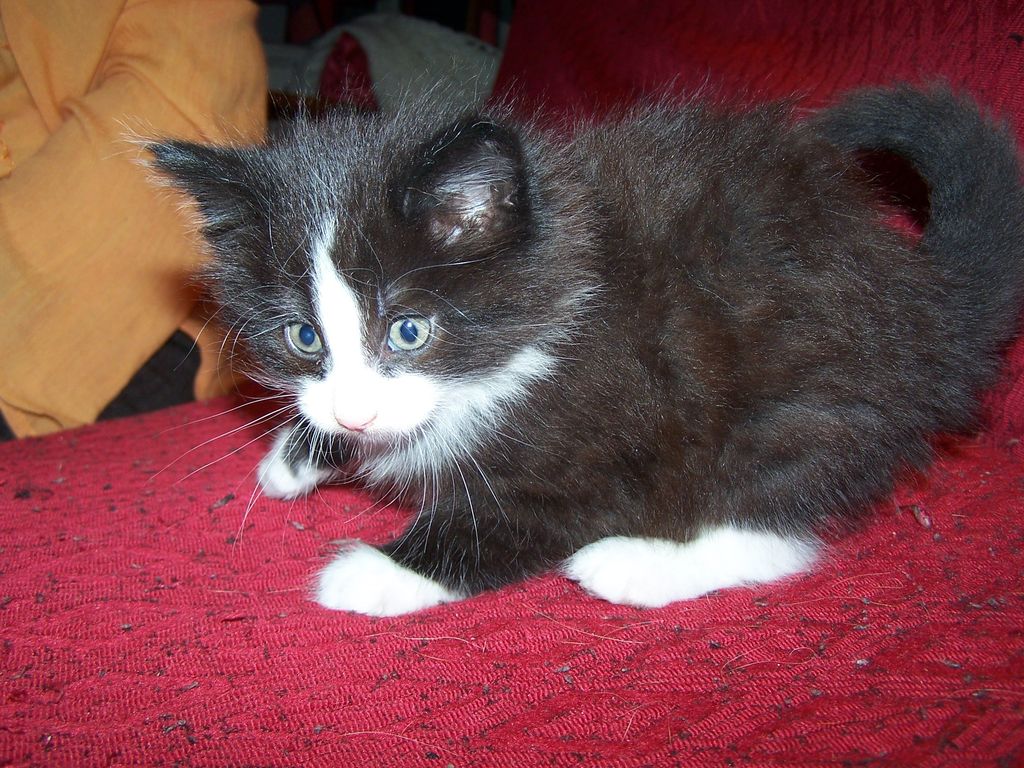 Gatti Norvegesi - cuccioli