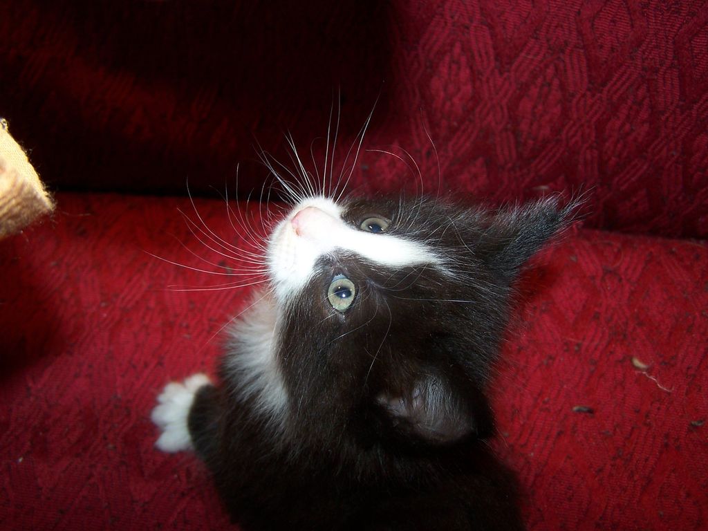 Gatti Norvegesi - cuccioli