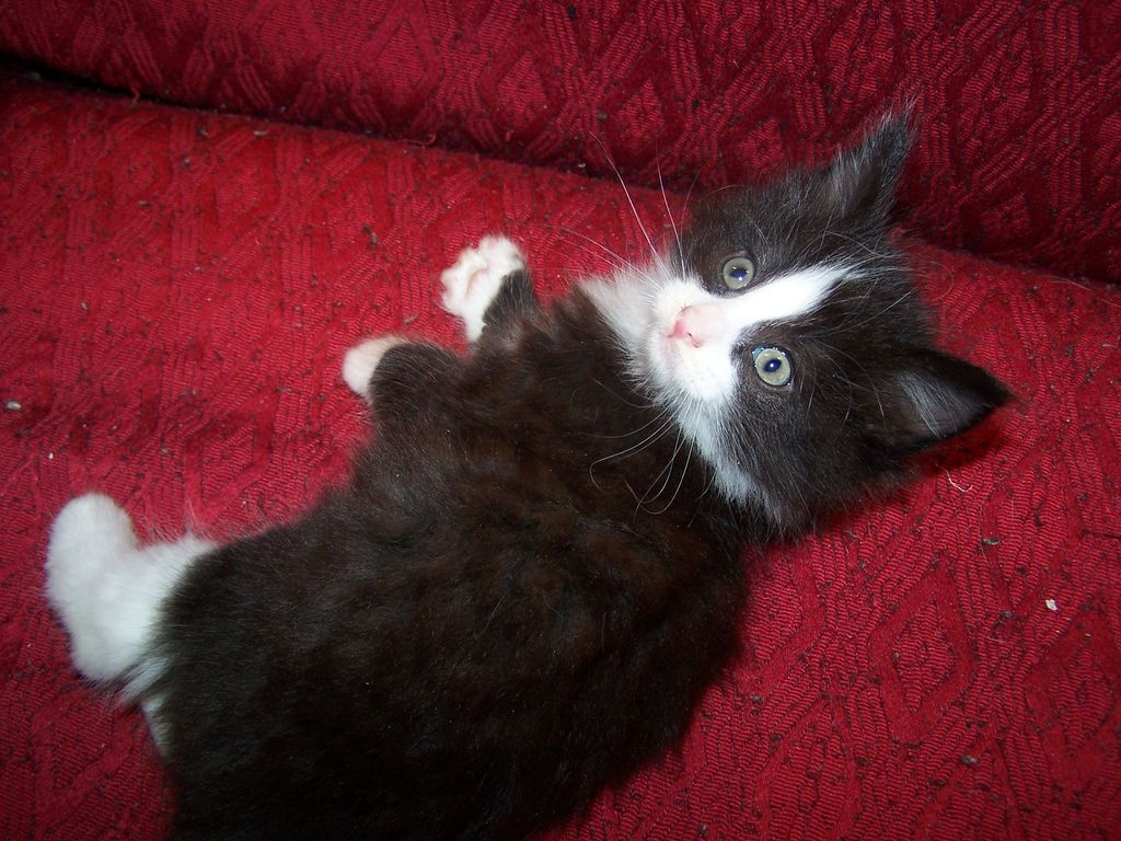 Gatti Norvegesi - cuccioli