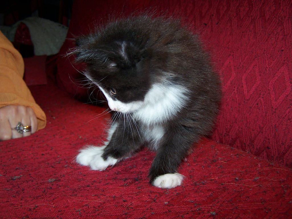 Gatti Norvegesi - cuccioli