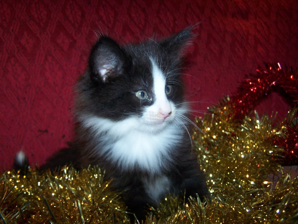 Gatti Norvegesi - cuccioli