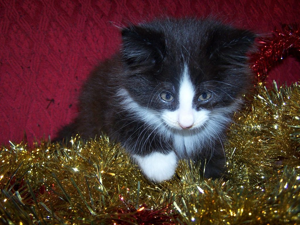 Gatti Norvegesi - cuccioli