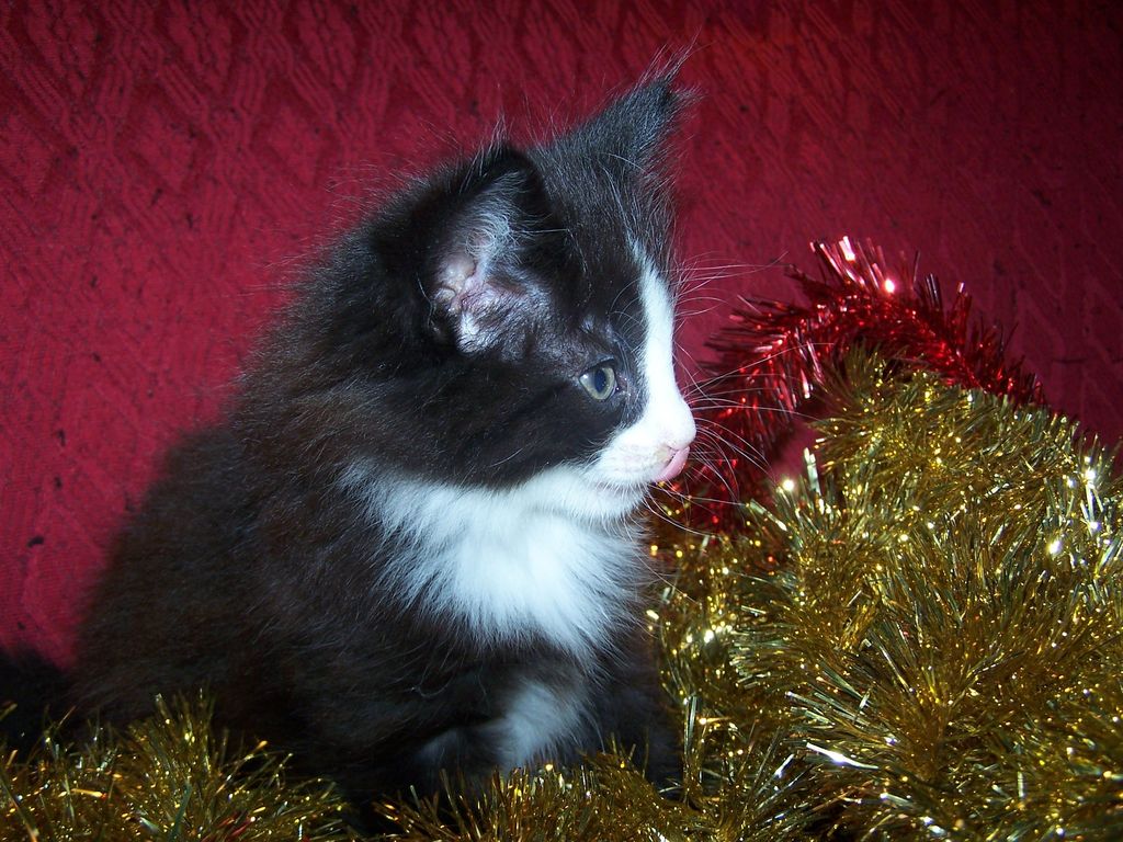 Gatti Norvegesi - cuccioli