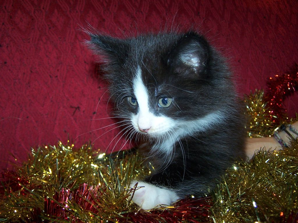 Gatti Norvegesi - cuccioli