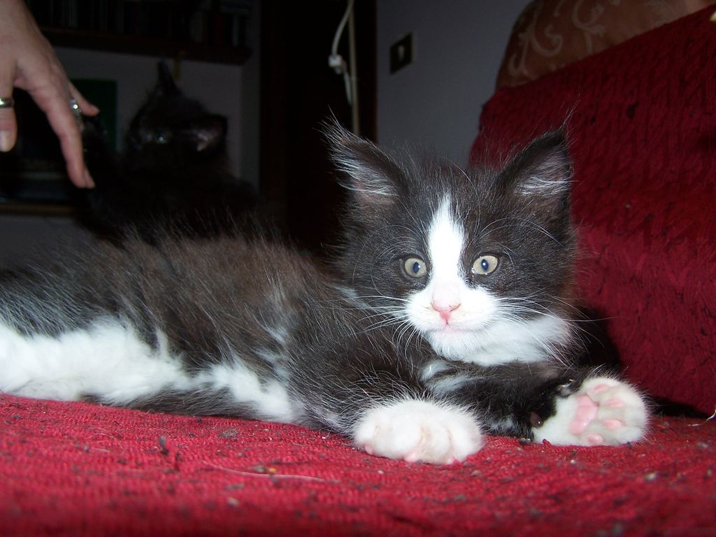 Gatti Norvegesi - cuccioli