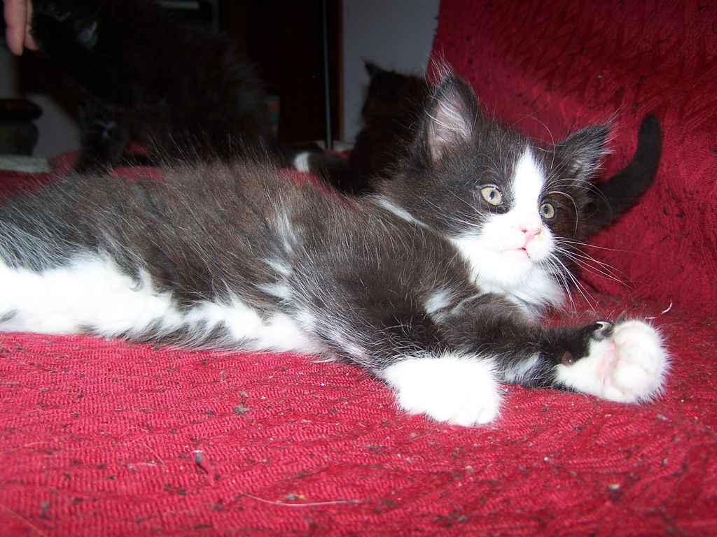 Gatti Norvegesi - cuccioli