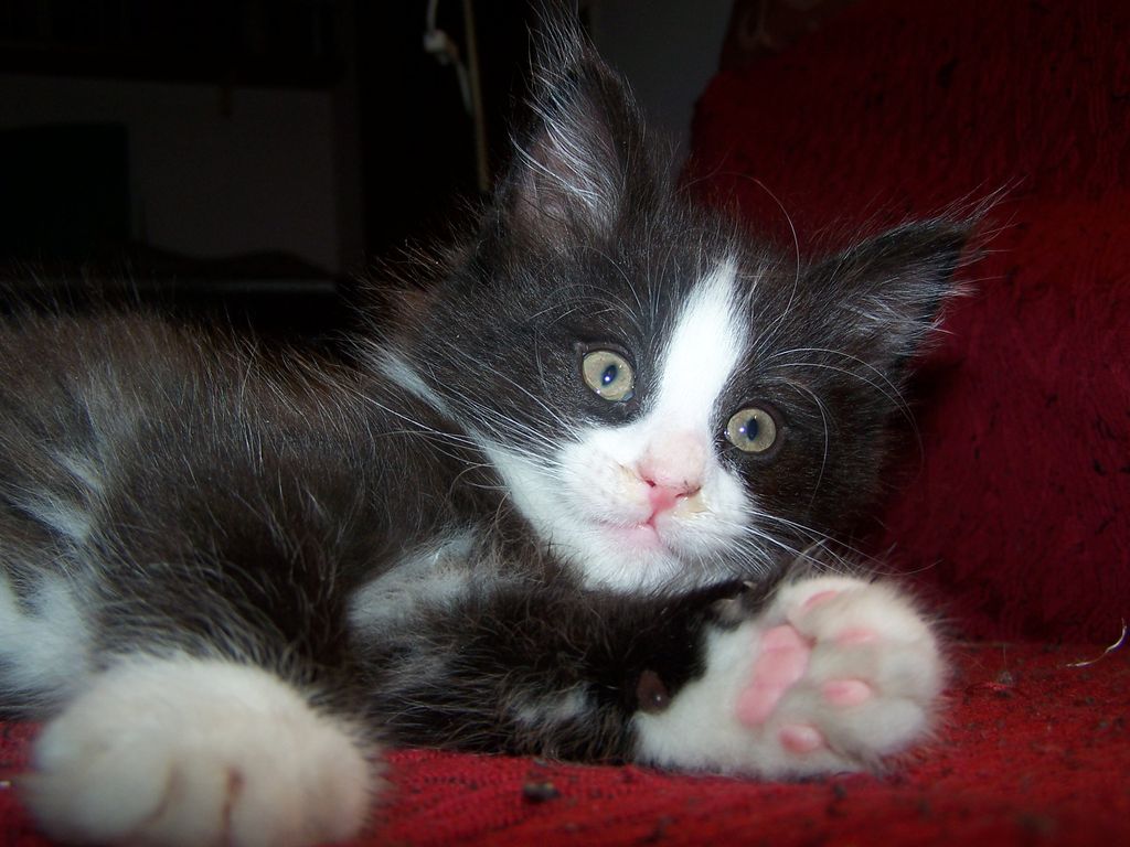 Gatti Norvegesi - cuccioli