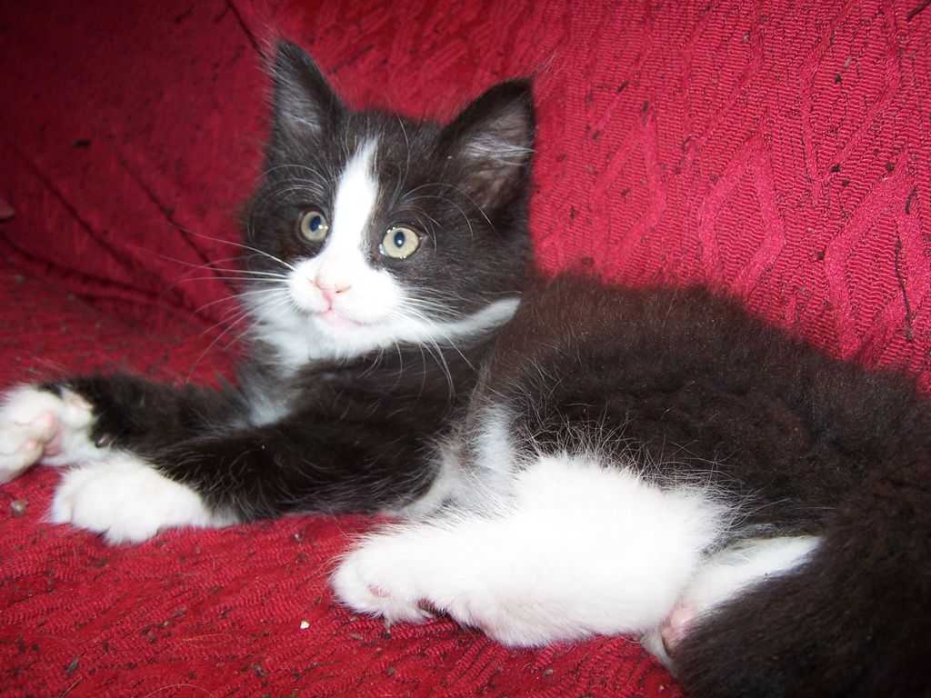 Gatti Norvegesi - cuccioli