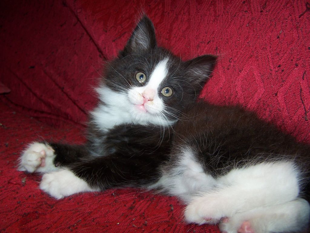 Gatti Norvegesi - cuccioli