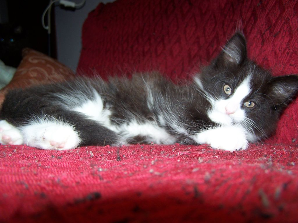 Gatti Norvegesi - cuccioli