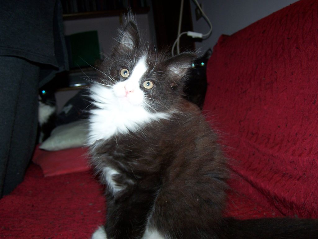 Gatti Norvegesi - cuccioli