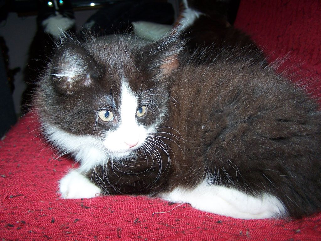 Gatti Norvegesi - cuccioli