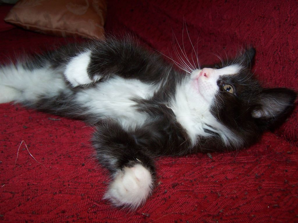 Gatti Norvegesi - cuccioli