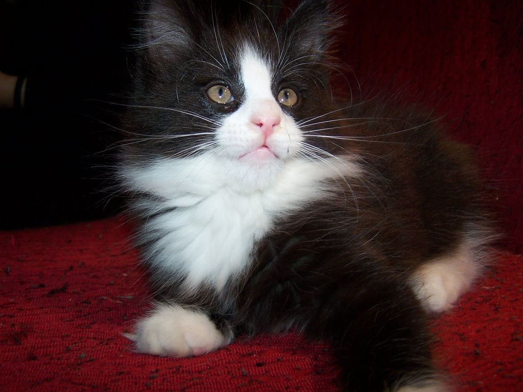 Gatti Norvegesi - cuccioli